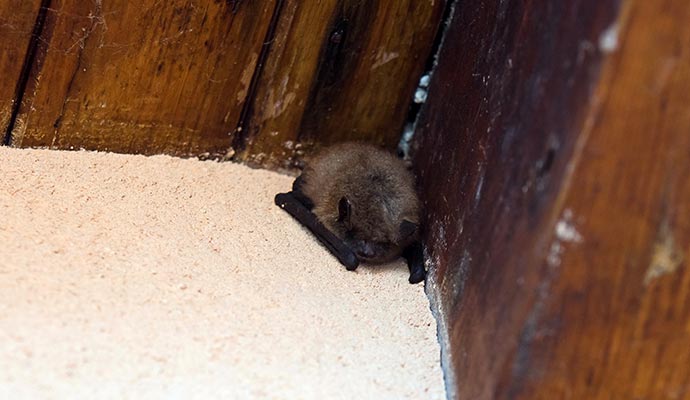 A baby bat resting in the corner near wooden wall