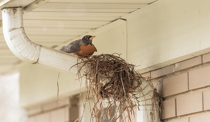 A small bird sitting on a white rain gutter beside its nest