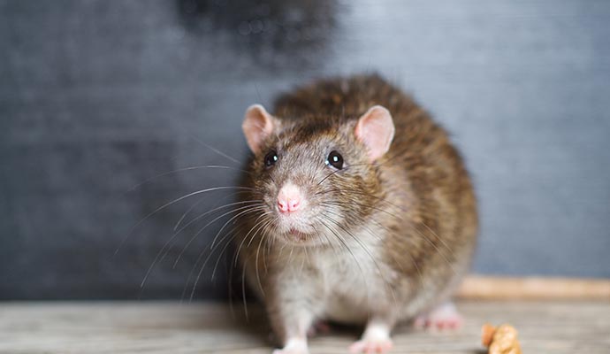 Wild brown rat on the floor