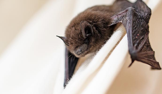 Close-up of a black bat