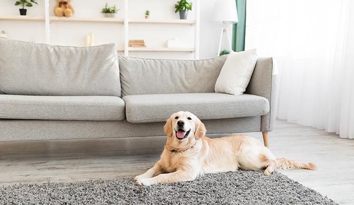 A happy dog sitting on a rug in a cozy living room interior