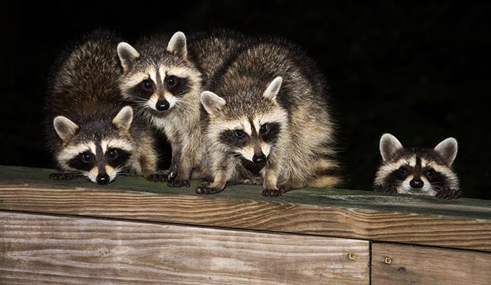 Four raccoons standing together on a wooden deck at night