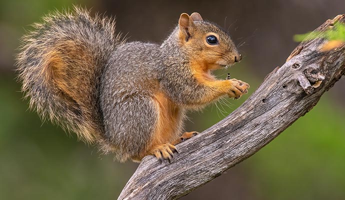 Fox squirrel sitting on a tree branch