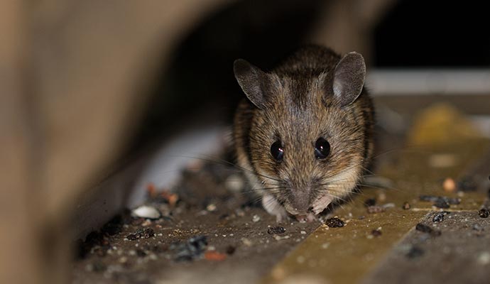 Mouse near visible rodent droppings