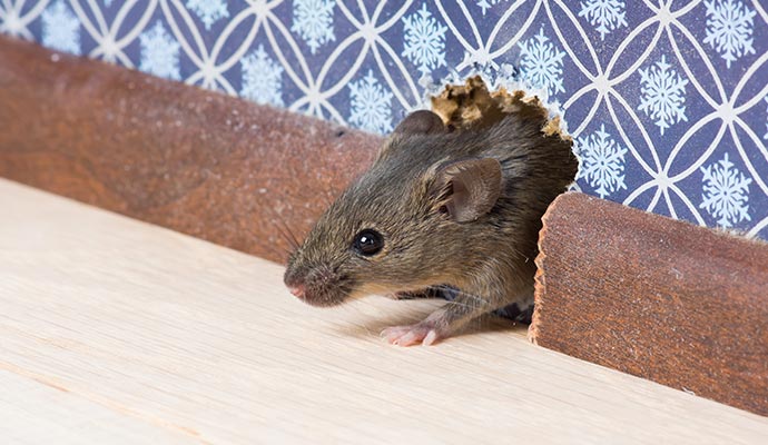 Mouse peeking out of a small hole in the wall or baseboard