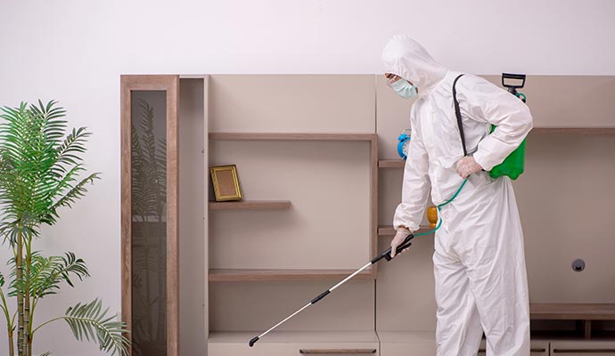 Professional rodent infestation cleanup service