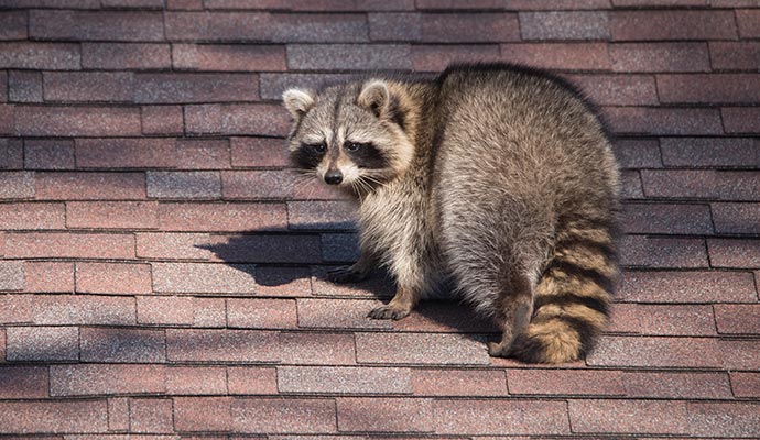 Raccoons standing on a house roof