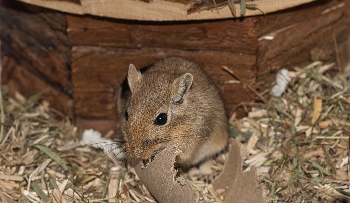 Small rodent nesting in a burrow with bedding and chewing paper