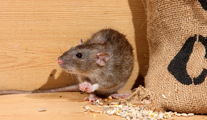 Brown rat on floor near burlap sack with grains and seeds