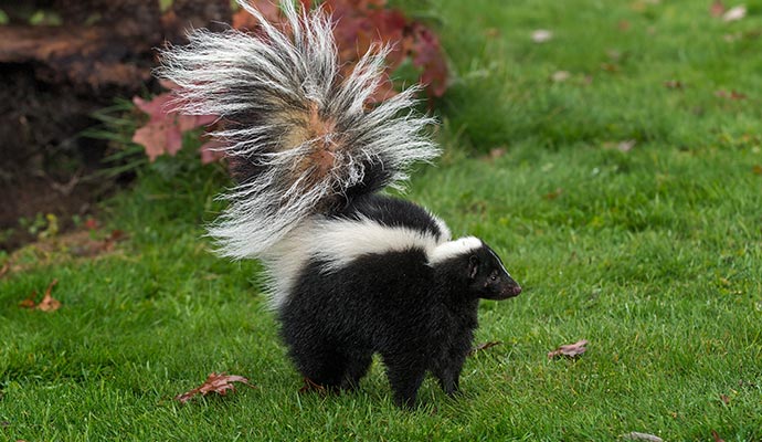 Skunk standing on green grass, showing its black and white fur