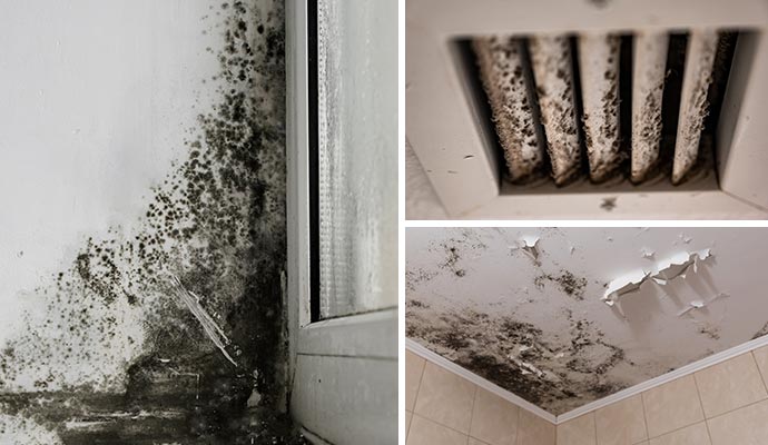 Collage of black mold, mold inside an air vent, and ceiling mold.