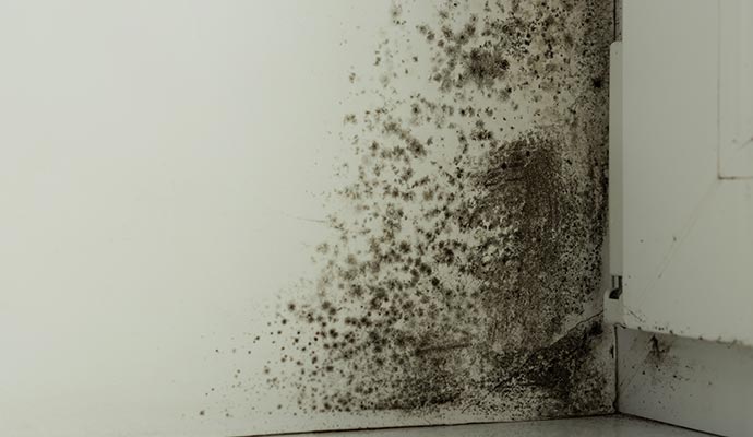Mold damaged wall