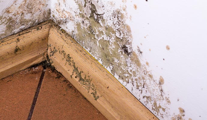 Mold damage and paint failure Close-up of mold and peeling paint on a wall corner.