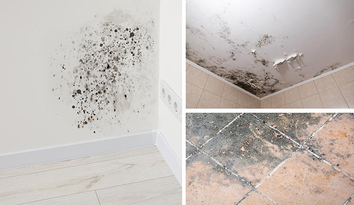 Mold problems in high-moisture areas Collage showing mold on a wall, ceiling, and floor.