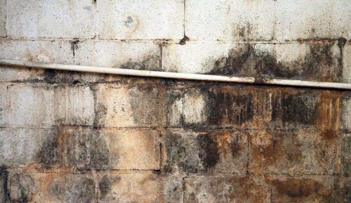 Mold on wall