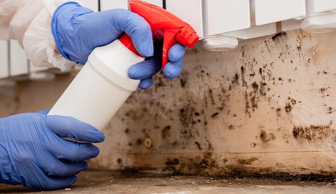 Expert removing black mold with a disinfectant spray.