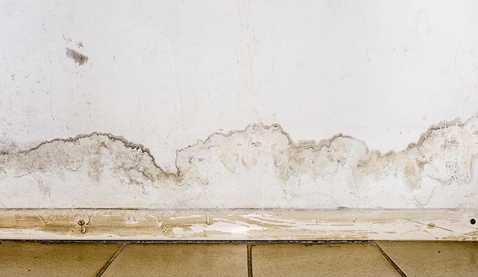 Water damage wall mold growth