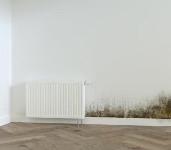 Moldy wall